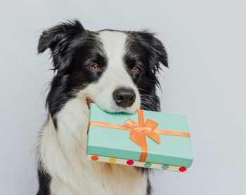 19 Fun Gifts for Every Four-Legged Friend