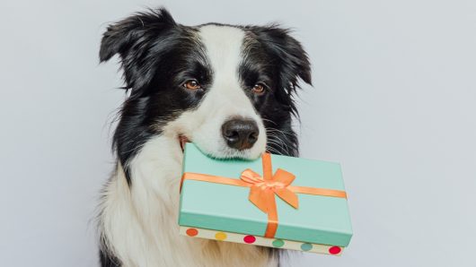 19 Fun Gifts for Every Four-Legged Friend
