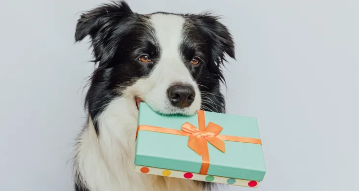 19 Fun Gifts for Every Four-Legged Friend