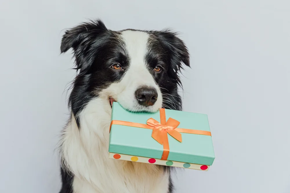 19 Fun Gifts for Every Four-Legged Friend