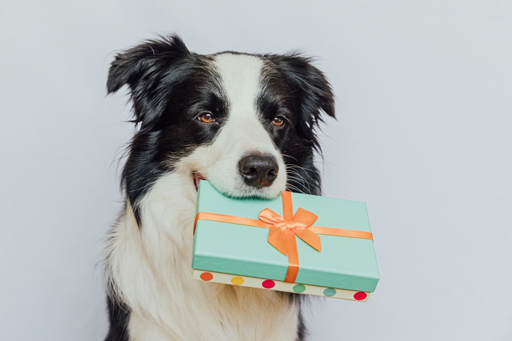 19 Fun Gifts for Every Four-Legged Friend